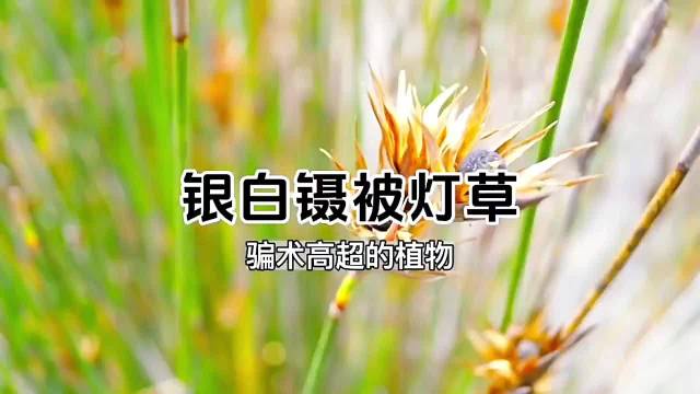 植物界的“大忽悠”——银白镊被灯草|