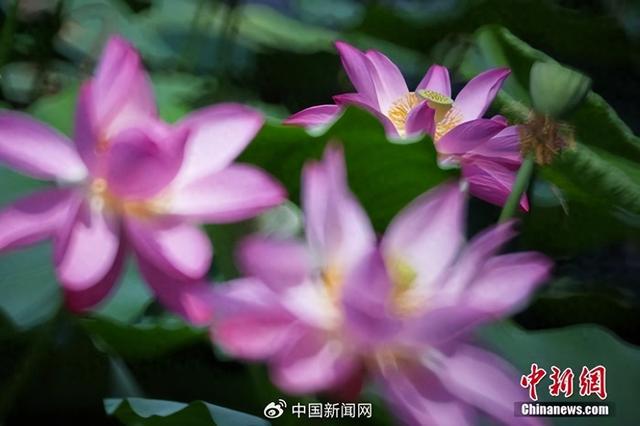 资料图：江苏南京，莫愁湖公园内荷花盛开。当日是中国二十四节气中的夏至。　 中新社记者 泱波 摄