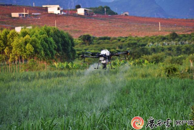 甘蔗地无人机喷洒作业。广农糖业供图