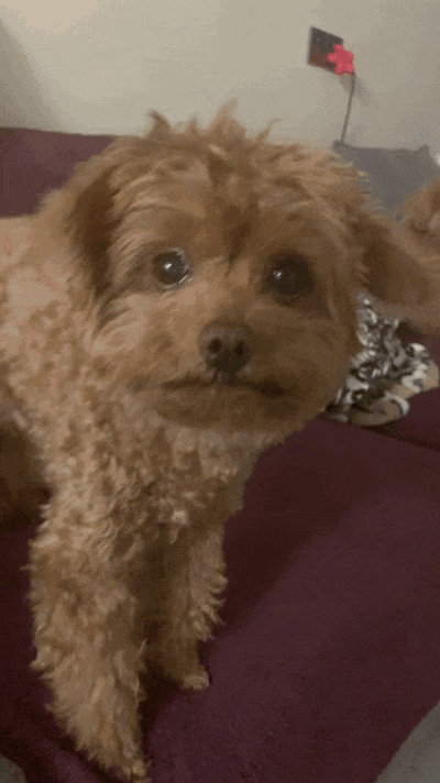 主人给狗子喂不喜欢的菜，狗子前一秒乖乖入口，下一秒直接tui垃圾桶...狗子：意思意思得了，你懂我的意思吗...