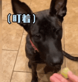 主人给狗子喂不喜欢的菜，狗子前一秒乖乖入口，下一秒直接tui垃圾桶...狗子：意思意思得了，你懂我的意思吗...