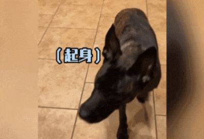 主人给狗子喂不喜欢的菜，狗子前一秒乖乖入口，下一秒直接tui垃圾桶...狗子：意思意思得了，你懂我的意思吗...