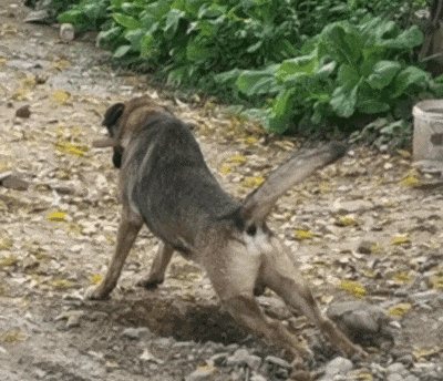 主人给狗子喂不喜欢的菜，狗子前一秒乖乖入口，下一秒直接tui垃圾桶...狗子：意思意思得了，你懂我的意思吗...