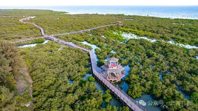 金海湾红树林生态保护区。（资料图）周祥鹏 摄