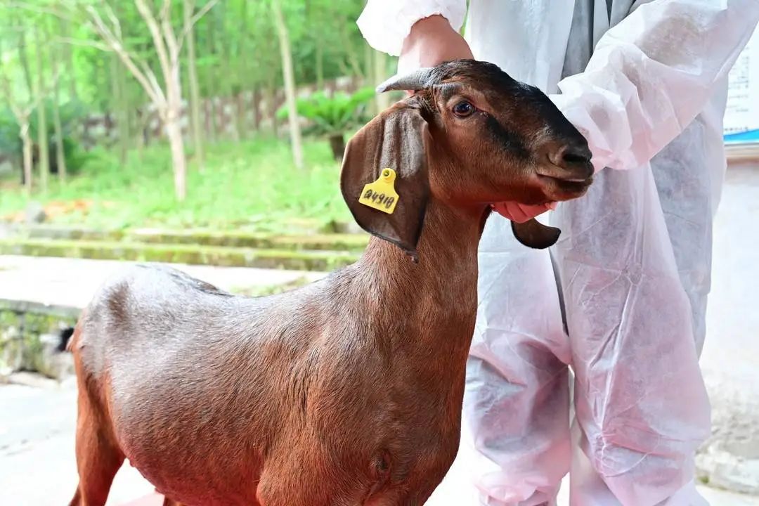 它是由努比山羊与简阳本地山羊杂交