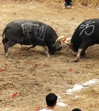 （图/抖音@抖音观斗牛）