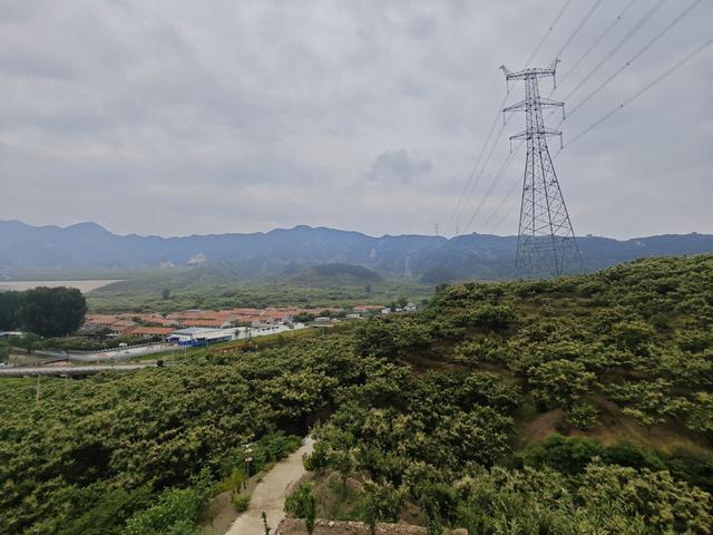 艾峪口村种植的板栗进入盛花期。 李如意摄