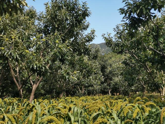 板栗树下种植谷子。受访者供图