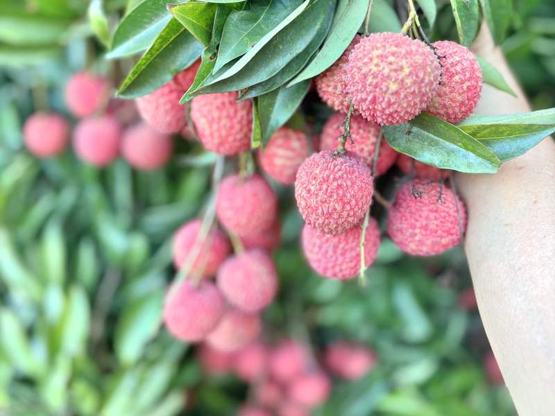 “每天的价格” Lychee：每公斤2元，“保持一周，