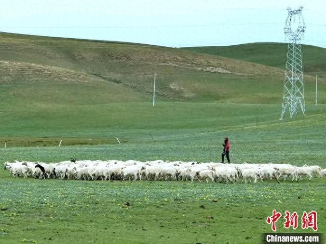 青海:stc认证助力"青字号"产品驶上出青"快车道"