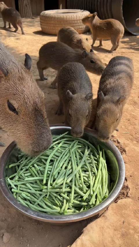 卡皮巴拉来河南也得啃两口豆橛子|豆角_新浪新闻