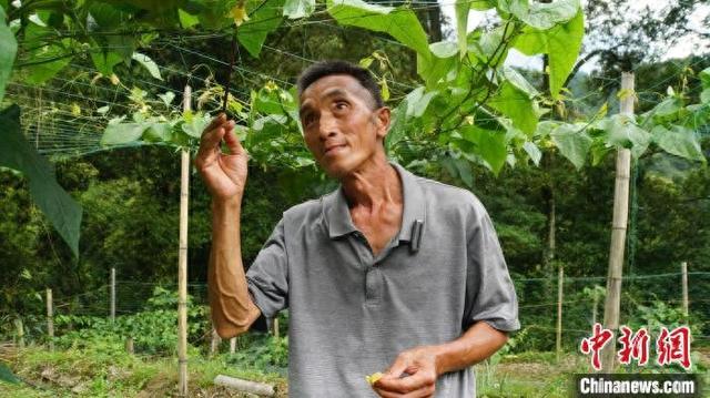图为罗汉果种植户梁天德在“点花”。莫伟雯 摄