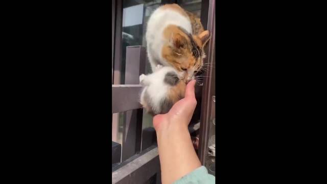 猫和人之间的相互信任|猫_新浪新闻