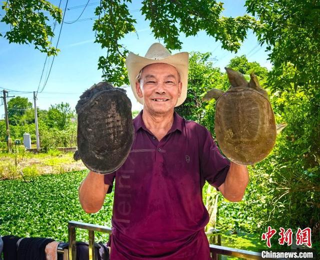 图为养殖户李自义展示自己喂养的生态甲鱼。 潘文琦 摄