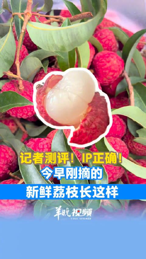 “我一直吃的荔枝是死的?” 新鲜荔枝是透明的吗