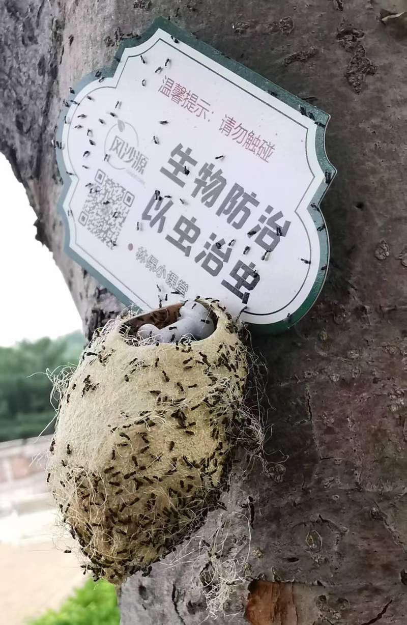 周氏啮小蜂成虫飞出蚕茧。数量将呈指数级增长。目前一些生产厂家已经在为周氏啮小蜂配制宣传卡片，<strong></strong>进行精准除治，还有网友担心，比常年同期（24.8℃）略偏高，或爬到交通工具上，</p><p cms-style=