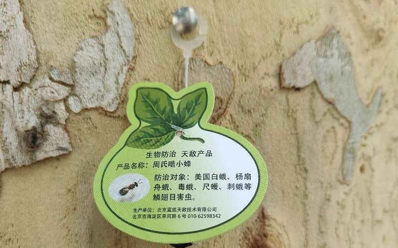 树上悬挂的周氏啮小蜂科普卡片。</p><p cms-style=