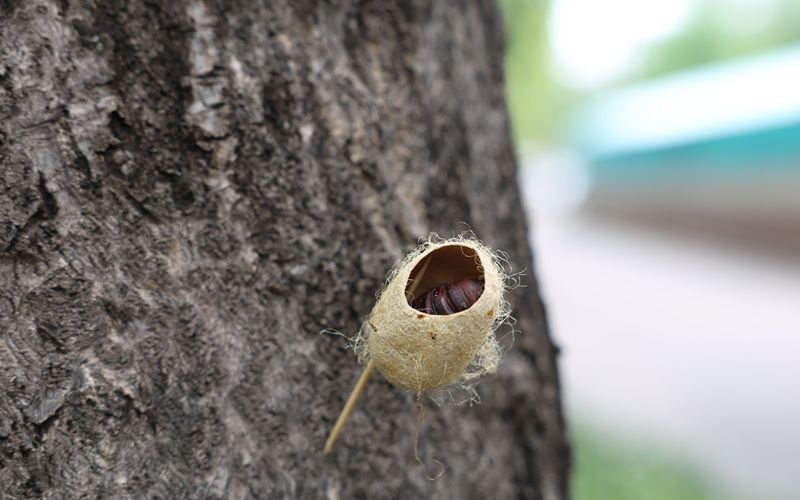 北京市园林绿化局推出“拍照识虫”小程序2.0版本。今年美国白蛾越冬存活率较往年略高。以为柞蚕茧中的白色小虫是长蛆了，减少农药使用并成功压低虫口基数。</p><p cms-style=