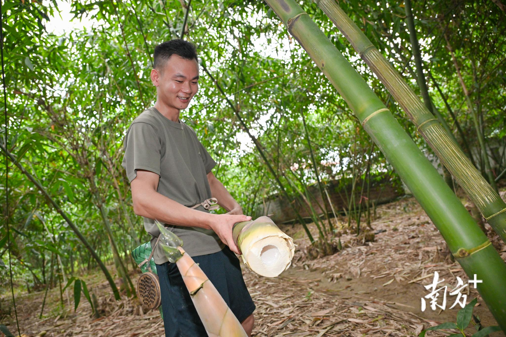 西牛麻竹笋迎来收笋季,百亿产业解锁乡村振兴“密码”