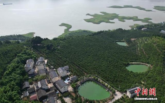 图为航拍“三峡橘海”生态美景。(无人机照片)中新社记者 周毅 摄