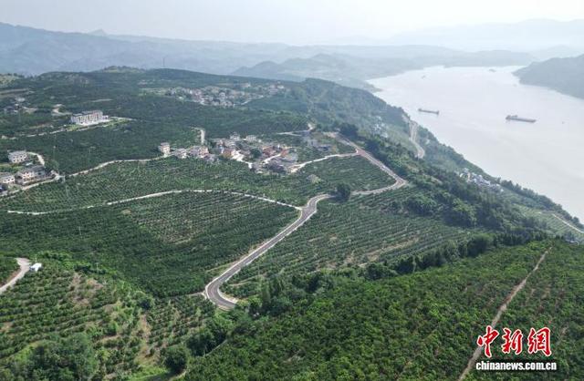 图为航拍“三峡橘海”生态美景。(无人机照片)中新社记者 周毅 摄