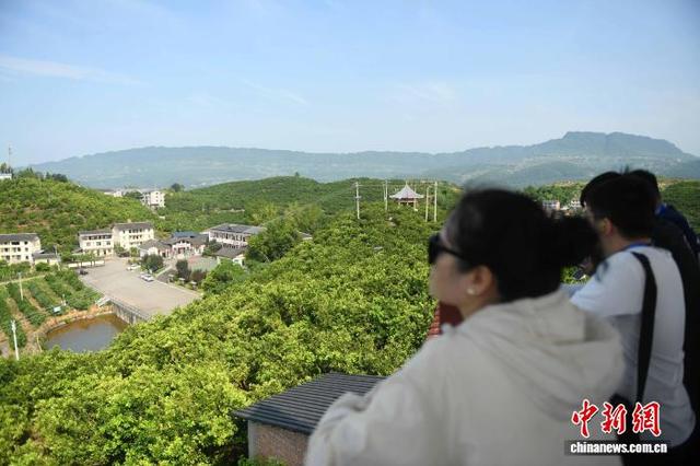 图为嘉宾远眺“三峡橘海”生态美景。中新社记者 周毅 摄