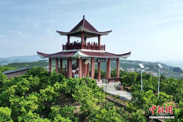 图为嘉宾在龙脊亭远眺“三峡橘海”生态美景。(无人机照片)中新社记者 周毅 摄