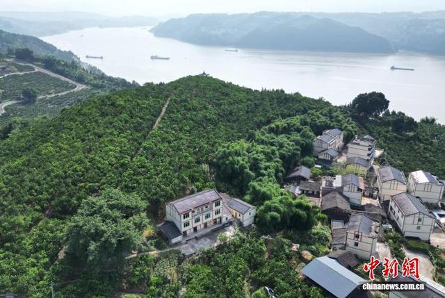 图为航拍“三峡橘海”生态美景。(无人机照片)中新社记者 周毅 摄