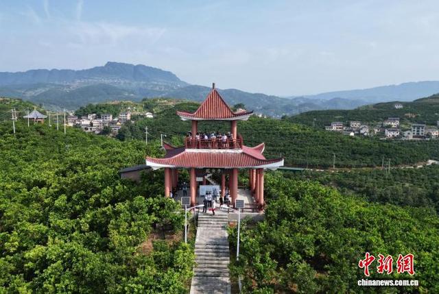 图为嘉宾在龙脊亭远眺“三峡橘海”生态美景。(无人机照片)中新社记者 周毅 摄