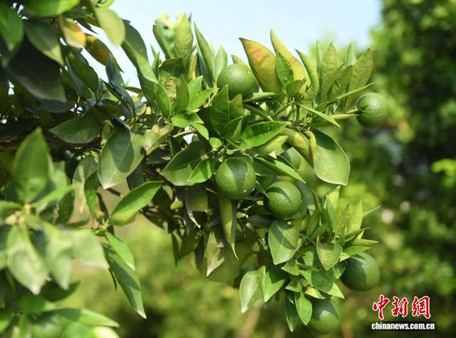 图为“三峡橘海”的柑橘树枝头挂果。中新社记者 周毅 摄
