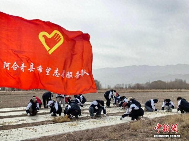 阿合奇县西部计划志愿者参加药用大蒜播种志愿服务活动。受访者供图
