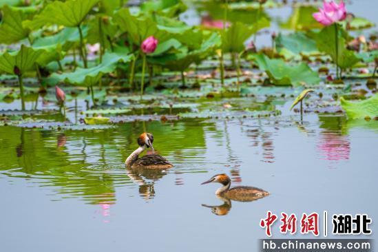 宜昌增加多个鸟类新记录种|宜昌市_新浪财经_新浪网