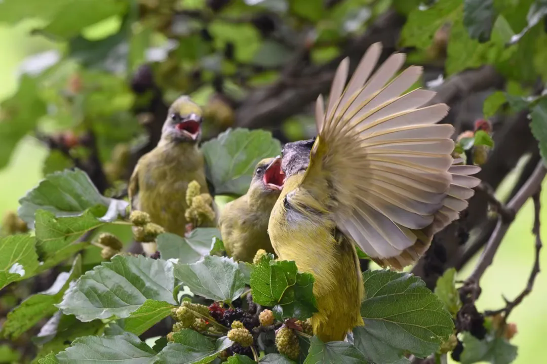 正在哺育孩子的凤头雀嘴鹎。