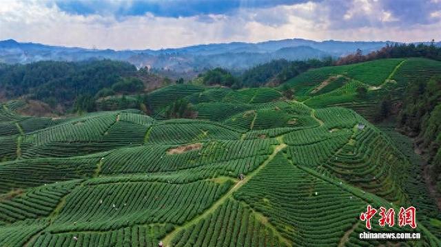 资料图：黎平寨村茶园。 周凤琴供图