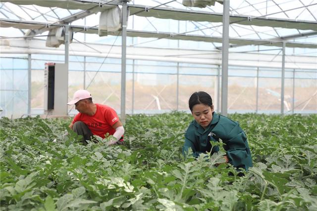 工人在棚内娴熟地进行授粉、打叉作业。（资料图）