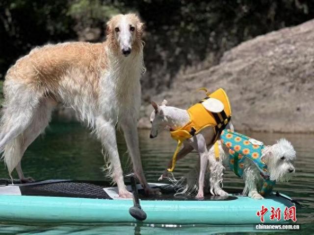 台州仙居，宠物乘坐桨板嬉水。 方利伟 供图