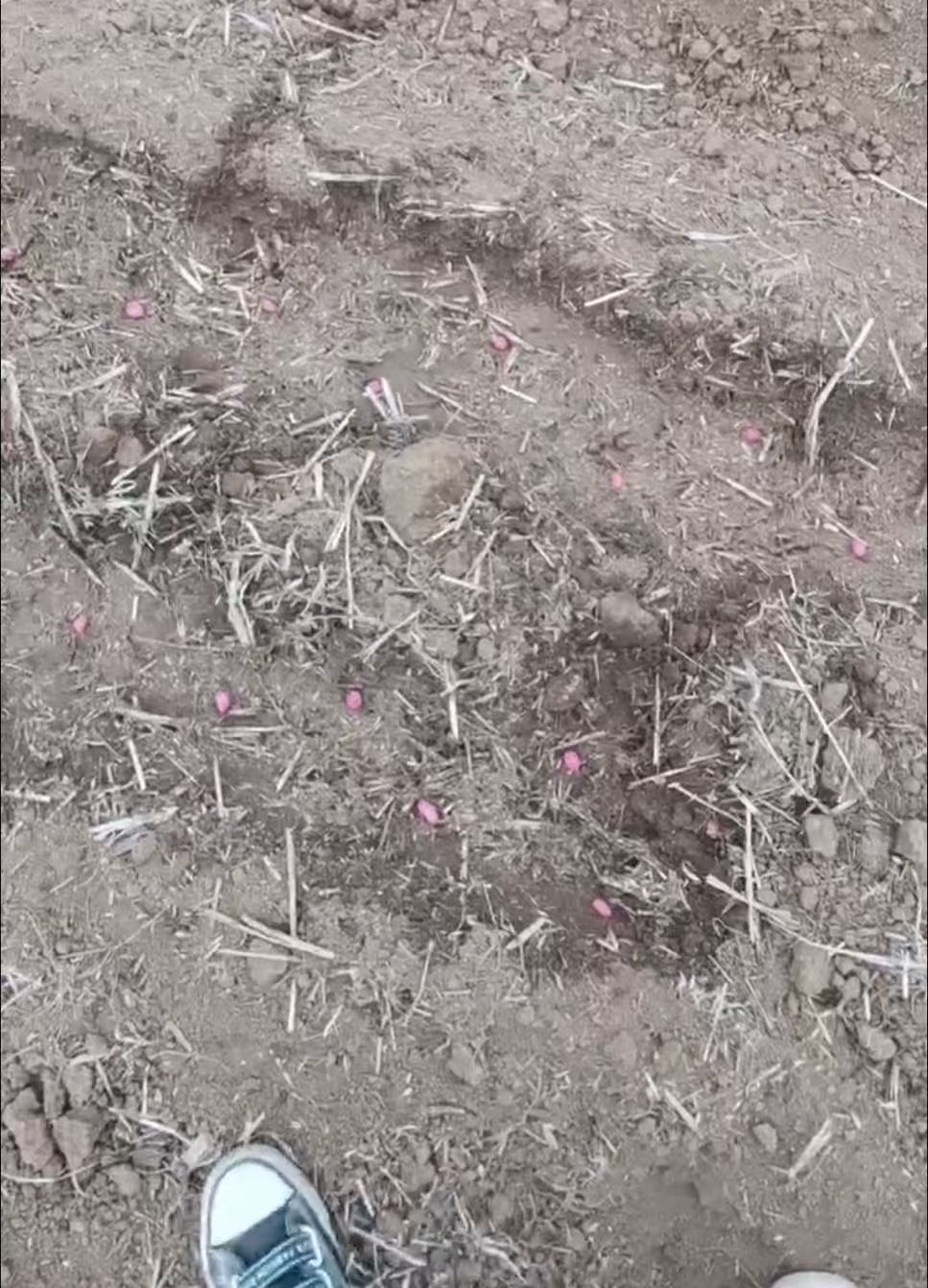 李云在地里种花生。