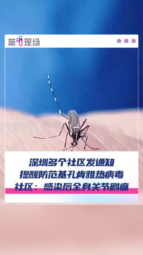 被感染后全身关节剧痛！深圳开启消杀模式防范基孔肯雅热|感染|新冠肺炎_新浪新闻