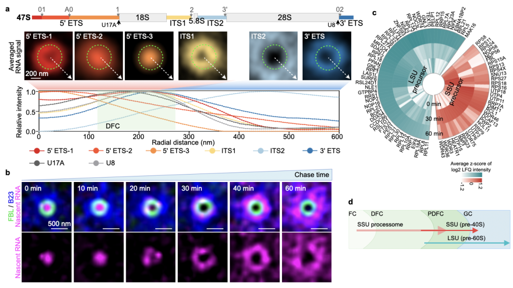 核糖体小亚基与大亚基pre-RNAs在核仁中具有时空分离的加工模式。 中国科学院分子细胞科学卓越创新中心 供图