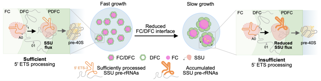 pre-rRNA加工与核仁高级结构协同调控以相应不同细胞状态需求