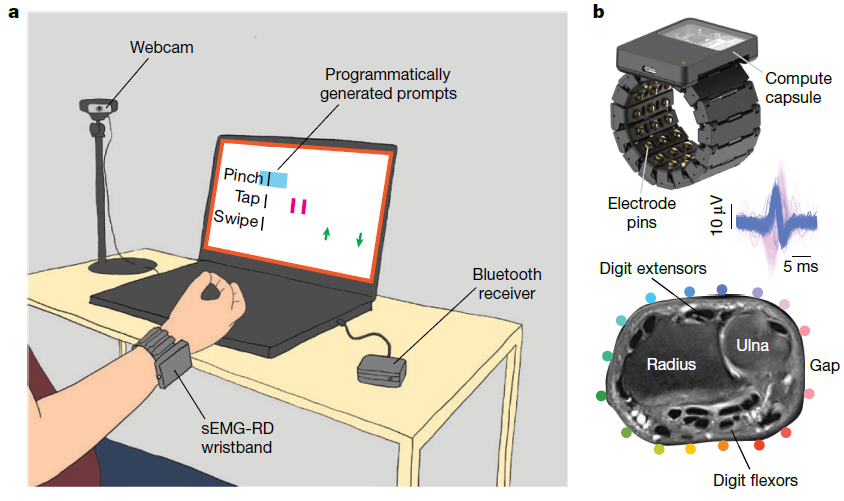 图 | SEMG 腕带系统示意图（来源：Meta）