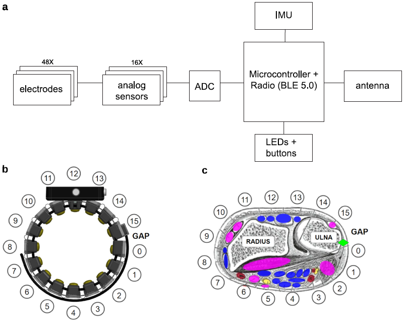 图 | SEMG 研究设备的系统架构、示意图和解剖接口对照图（来源：Meta）