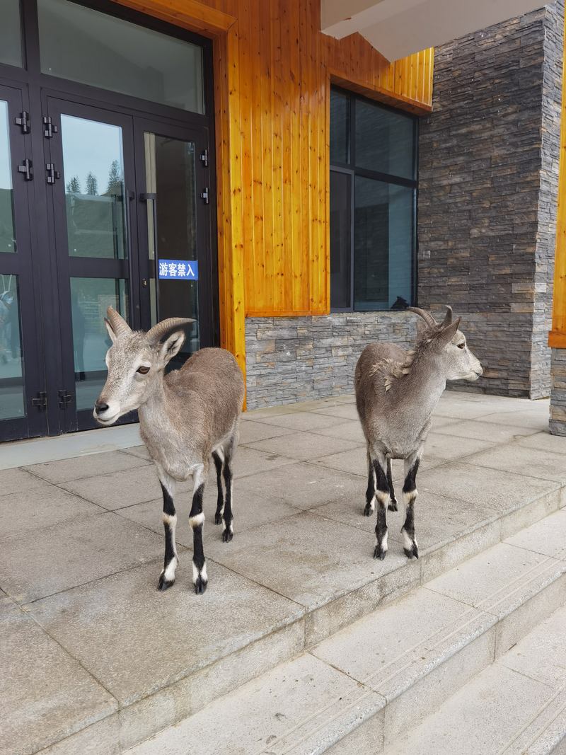 救护繁育站的岩羊。新京报贝壳财经记者 潘亦纯 摄