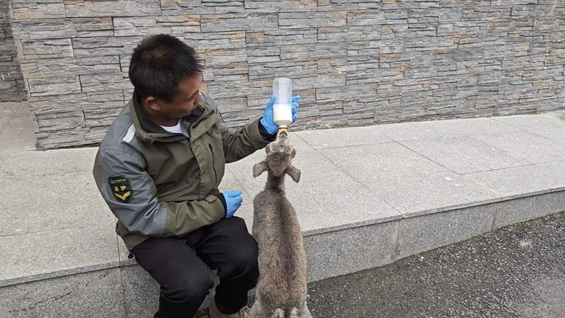 工作人员正在喂岩羊