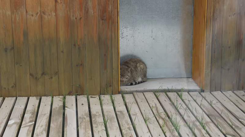 救护繁育站已先后救助了6只荒漠猫。