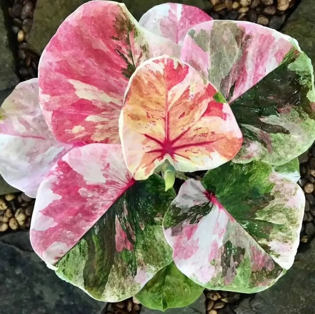 叶片斑斓艳丽的彩叶芋,如何养成常年好看的热植?