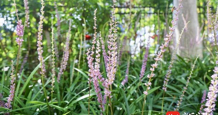 花容悦貌|夏日兰花三七绽放,“宝藏小草”集体守护城市生态|兰花_新浪新闻