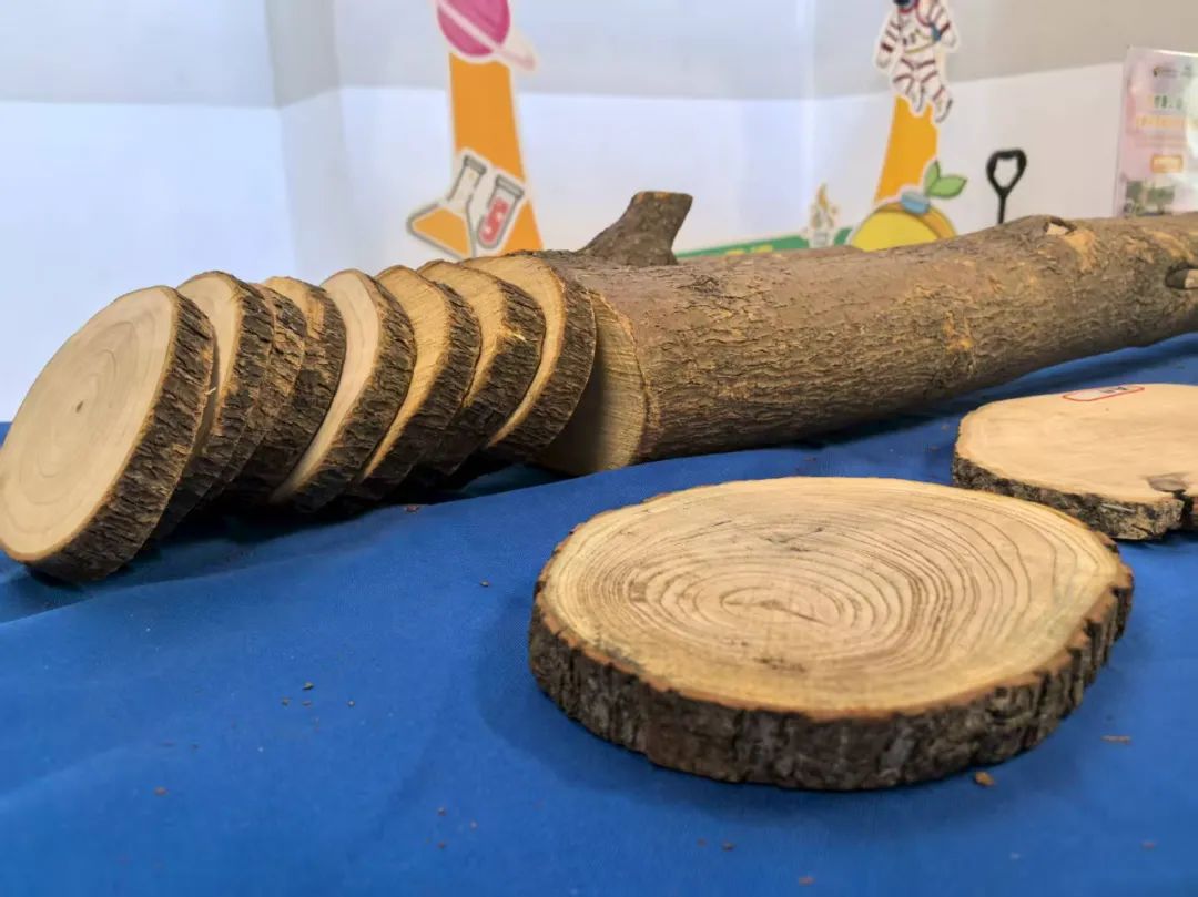 带一棵树上课，这里的门道太多了！