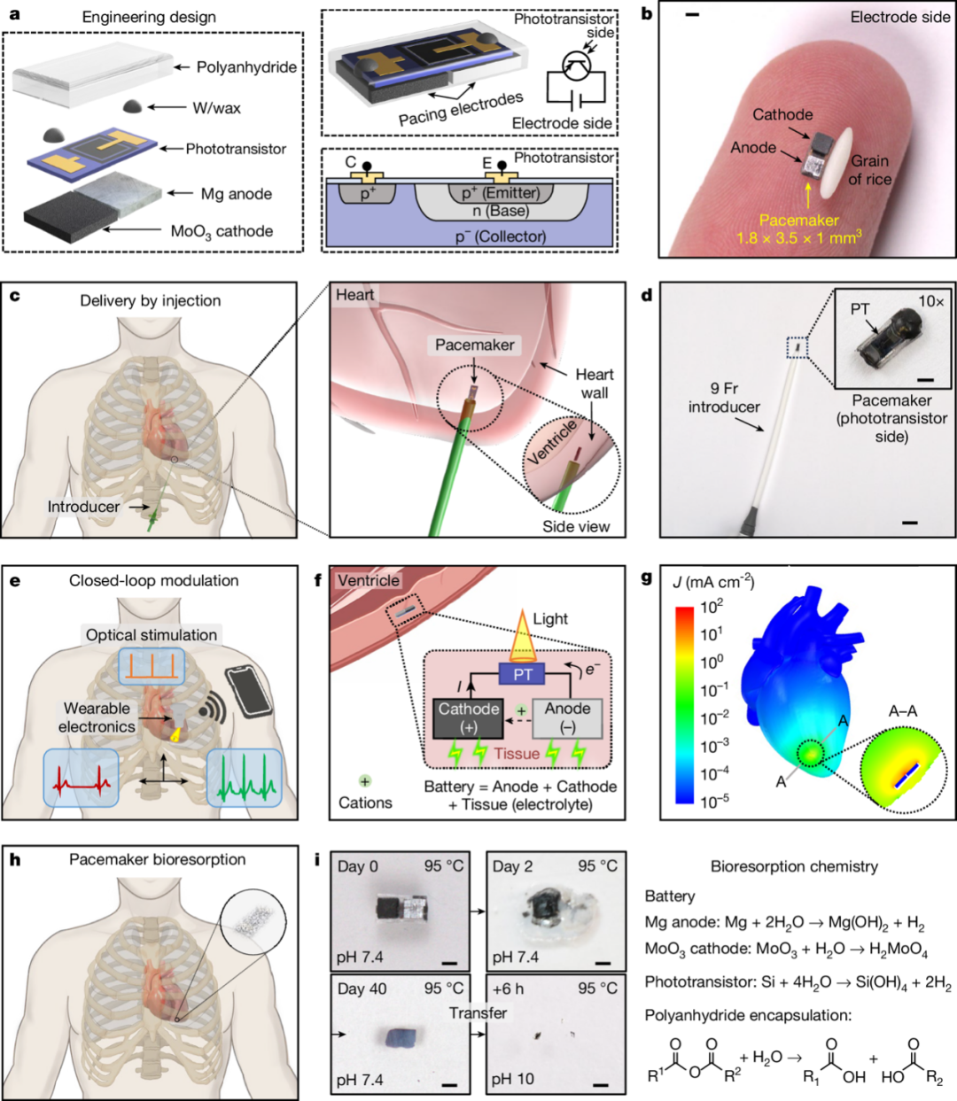 图丨具有无线光电控制功能、可注射自吸收生物可降解心脏起搏器的设计（来源：Nature）