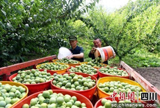 汶川青脆李抢鲜上市。汶川县委宣传部 供图